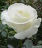 Rosa_Huong